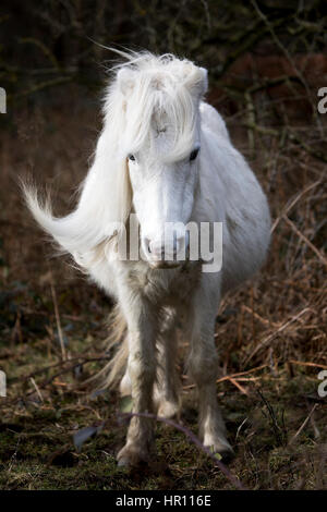 Flintshire, North Wales, UK. 26th Feb, 2017. Storm Ewan will bring yet more high winds today with speeds of over 60mph as it smashes into parts of the UK and North Wales. A bad hair day for this Carneddau Pony this morning as the winds begin to pick up near to the village of Lixwm, Flintshire Credit: DGDImages/Alamy Live News Stock Photo