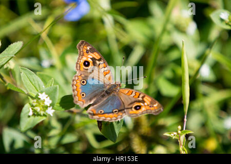 Asuncion, Paraguay. 26th February, 2017. Mangrove buckeye (Junonia genoveva) butterfly collects nectar from a tropical Mexican clover (Richardia brasiliensis) flower, is seen during sunny morning in Asuncion, Paraguay. Credit: Andre M. Chang/ARDUOPRESS/Alamy Live News Stock Photo