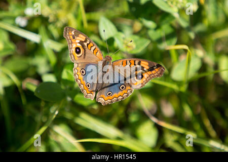 Asuncion, Paraguay. 26th February, 2017. Mangrove buckeye (Junonia genoveva) butterfly collects nectar from a tropical Mexican clover (Richardia brasiliensis) flower, is seen during sunny morning in Asuncion, Paraguay. Credit: Andre M. Chang/ARDUOPRESS/Alamy Live News Stock Photo