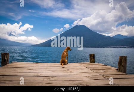 Dog in a wooden pier looking to horizon at Atitlan Lake with San Pedro volcano on the background - San Marcos la Laguna, Guatemala Stock Photo
