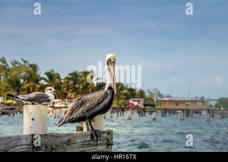 Pelican and young laughing gull standing on a pier - Caye Caulker, Belize Stock Photo