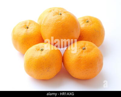 Orange, Mandarin Orange, Citrus sinensis Stock Photo