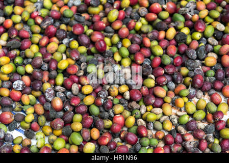 Coffee beans drying in the sun, Munnar, India Stock Photo