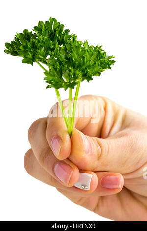 Woman hand holding bunch of fresh raw green curly parsley isolated over white background Stock Photo