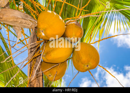 Close up a bunch of yellow coconuts on tree, Mauritius Stock Photo