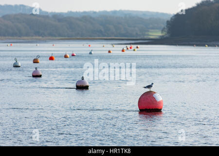 A lone seagull perched on the first of a row of mooring buoys on a glorious winters morning Stock Photo