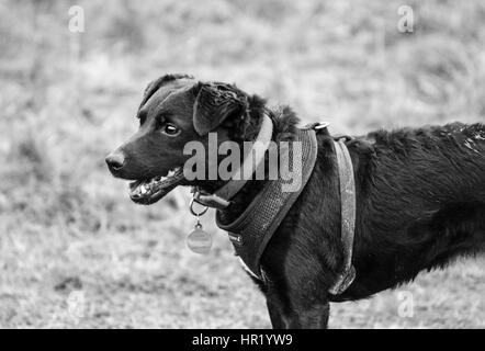 Patterdale Terrier wearing Harness on a walk Stock Photo