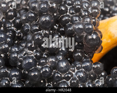 black coloured pickled caviar of halibut fish with wooden spoon close up Stock Photo
