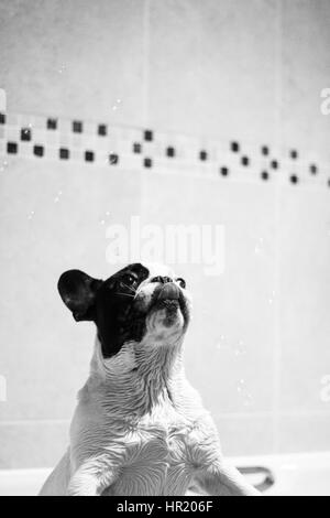 Black and White French Bulldog playing with bubbles in the bath Stock Photo