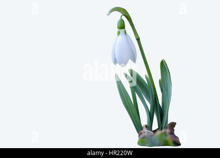 Snowdrop isolated on white background.  Clipping path included. Stock Photo
