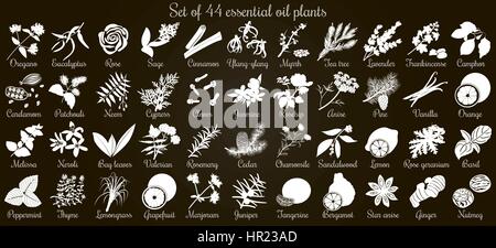 Big vector set of 44 flat style essential oil plants. White Silhouettes on black. Eucalyptus, jasmine, rose, cedar, lavenda, sandalwood etc. For cosme Stock Vector