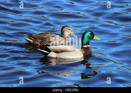 Male and female mallard ducks swimming on a pond Stock Photo