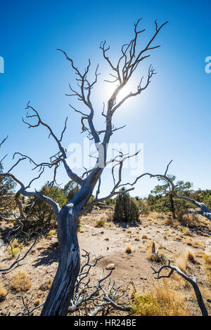 Dead Piñon pine tree silhouetted against blue sky; Pinus monophylla; Pinus edulis; Penitente Canyon; Colorado; USA Stock Photo