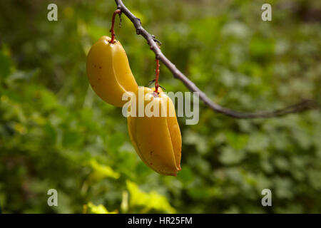 Starfruit Carambola, malaga, Spain Stock Photo