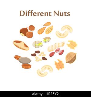 Set of different nuts on a white background Stock Vector