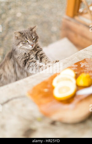 funny cat looking at the cut lemons on a wooden table outdoors Stock Photo