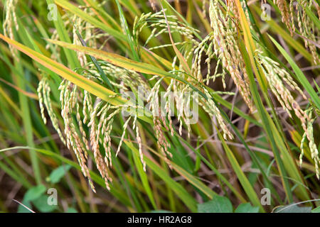 Closeup of maturing rice,  in field  'Oryza sativa'. Stock Photo