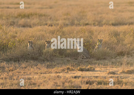 Cheetah cubs sitting quietly in grass having been frightened by a passing Hyaena. Stock Photo