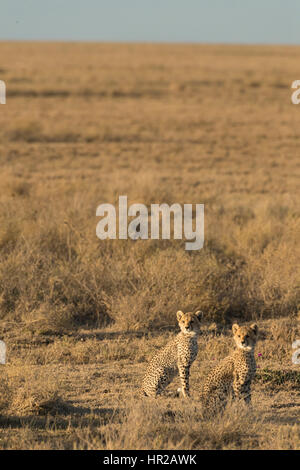 Cheetah cubs sitting quietly in grass having been frightened by a passing Hyaena. Stock Photo