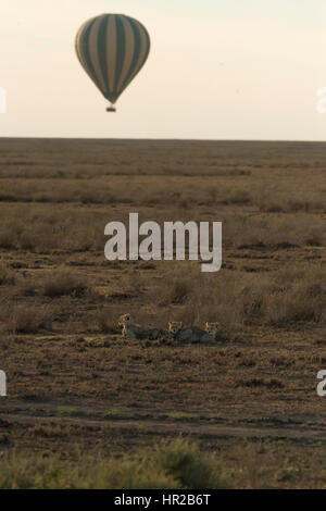 Cheetah and cubs with balloon over Serengeti in Tanzania Stock Photo