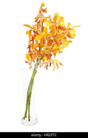 yellow orchid in the  vase over the white background Stock Photo