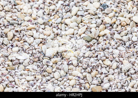 detail of small shells found at a ocean beach in Eastern Long Island Stock Photo