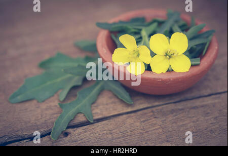 Fresh arugula or rucola leaves with flower on wooden surface Stock Photo