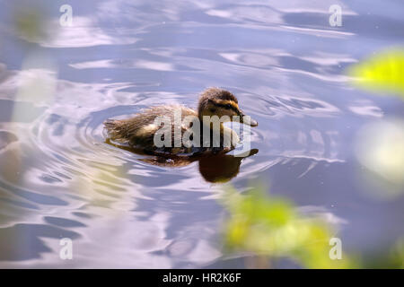 Ducks and Ducklings Swimming on Glencoe Lochan Stock Photo