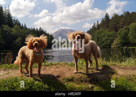 Red and Brown Toy Miniature Poodles Out Adventuring and Exploring at Glencoe Lochan with Glencoe in background Stock Photo