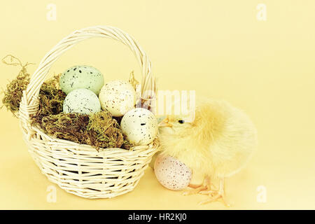 Little yellow chick by a basket full of Easter eggs against a yellow background with room for copyspace. Extreme shallow DOF. Stock Photo