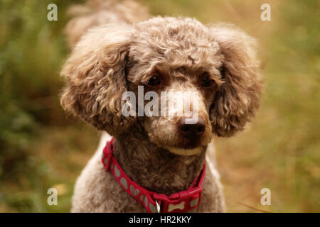 Poodles Out Adventuring and Exploring Stock Photo