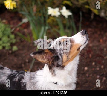 Gorgeous Multi-Coloured Long Haired Collie Close Up. Brown White, Black and Grey Fur Stock Photo