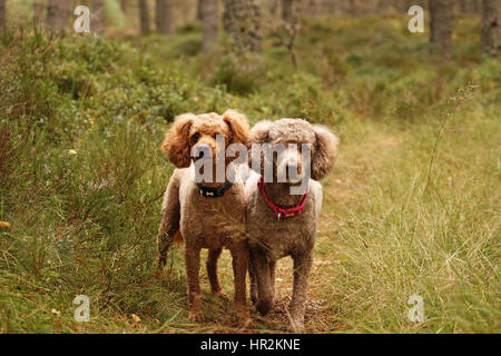 Poodles Out Adventuring and Exploring Stock Photo