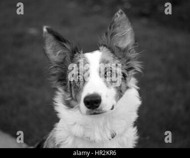 Gorgeous Collie Close Up Stock Photo