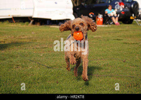 Poodles Out Adventuring and Exploring Stock Photo