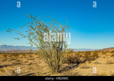 Ocotillo is not a true cactus. For much of the year, the plant appears to be an arrangement of large spiny dead sticks, although closer examination re Stock Photo