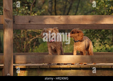 Poodles Out Adventuring and Exploring Stock Photo