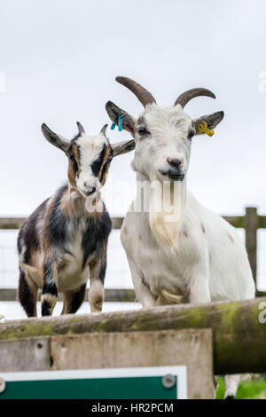 Two pygmy goats on a farm Stock Photo