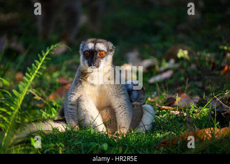 Red Lemur, Rufous Brown Lemur, Eulemur rufus, Lemurs Island, Vakona Forest, Madagascar, by Monika Hrdinova/Dembinsky Photo Assoc Stock Photo