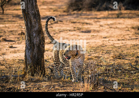 Leopard wearing tracking collar, Panthera pardus, Okonjima Reserve, Namibia, Africa, by Monika Hrdinova/Dembinsky Photo Assoc Stock Photo