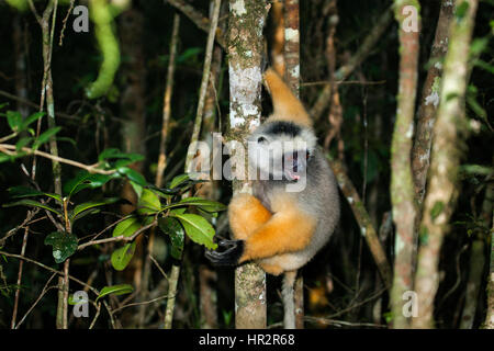 Lemur Diademed Sifaka, Diademed simpona, Propithecus diadema, Andasibe – Mantadia NP, Madagascar, by Monika Hrdinova/Dembinsky Photo Assoc Stock Photo