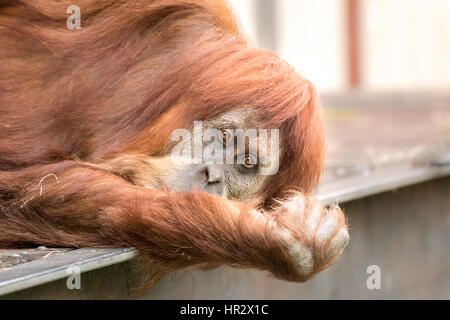 A sad looking orangutan stares directly at the camera with pleading eyes. Stock Photo
