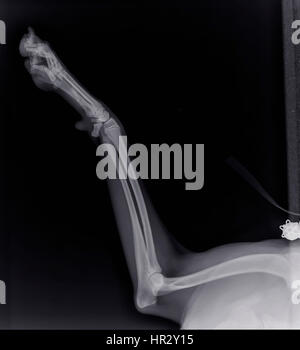 X-ray of a dog's front right leg at a veterinary surgery Stock Photo