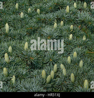 Many fir twigs on Cedar of Lebanon branch with little light cones are in sunlight as nature background. Stock Photo