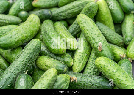 Fresh, raw, green cucumbers Stock Photo