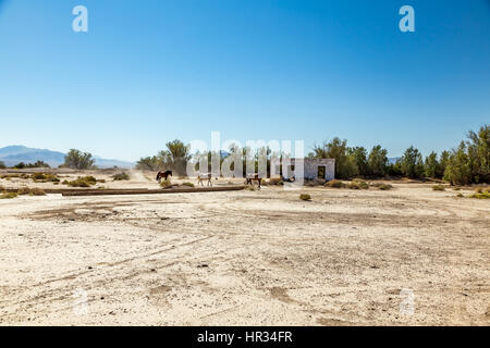 Wild horses walk past an abandoned building that sits alongside the roadway near Death Valley Junction in the Funeral Mountains Wilderness Area, Calif Stock Photo