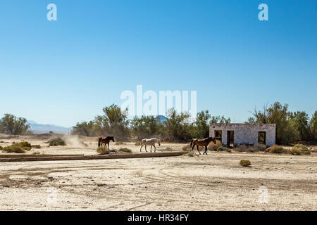 Wild horses walk past an abandoned building that sits alongside the roadway near Death Valley Junction in the Funeral Mountains Wilderness Area, Calif Stock Photo