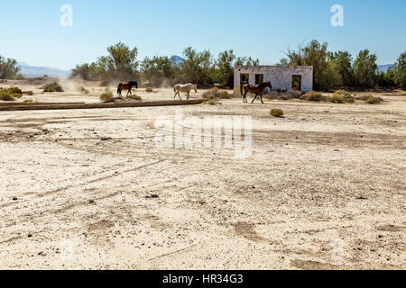 Wild horses walk past an abandoned building that sits alongside the roadway near Death Valley Junction in the Funeral Mountains Wilderness Area, Calif Stock Photo