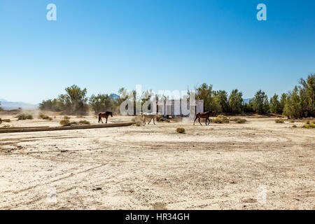 Wild horses walk past an abandoned building that sits alongside the roadway near Death Valley Junction in the Funeral Mountains Wilderness Area, Calif Stock Photo