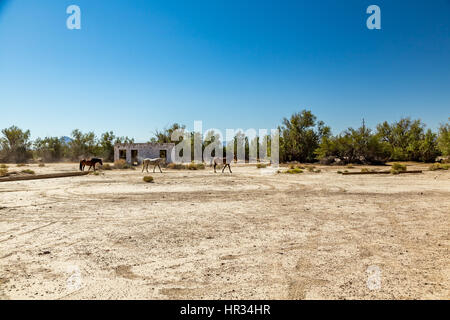 Wild horses walk past an abandoned building that sits alongside the roadway near Death Valley Junction in the Funeral Mountains Wilderness Area, Calif Stock Photo